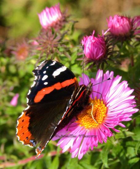 vulcain vanessa atalanta,aime le nectar d'aster et buddleia